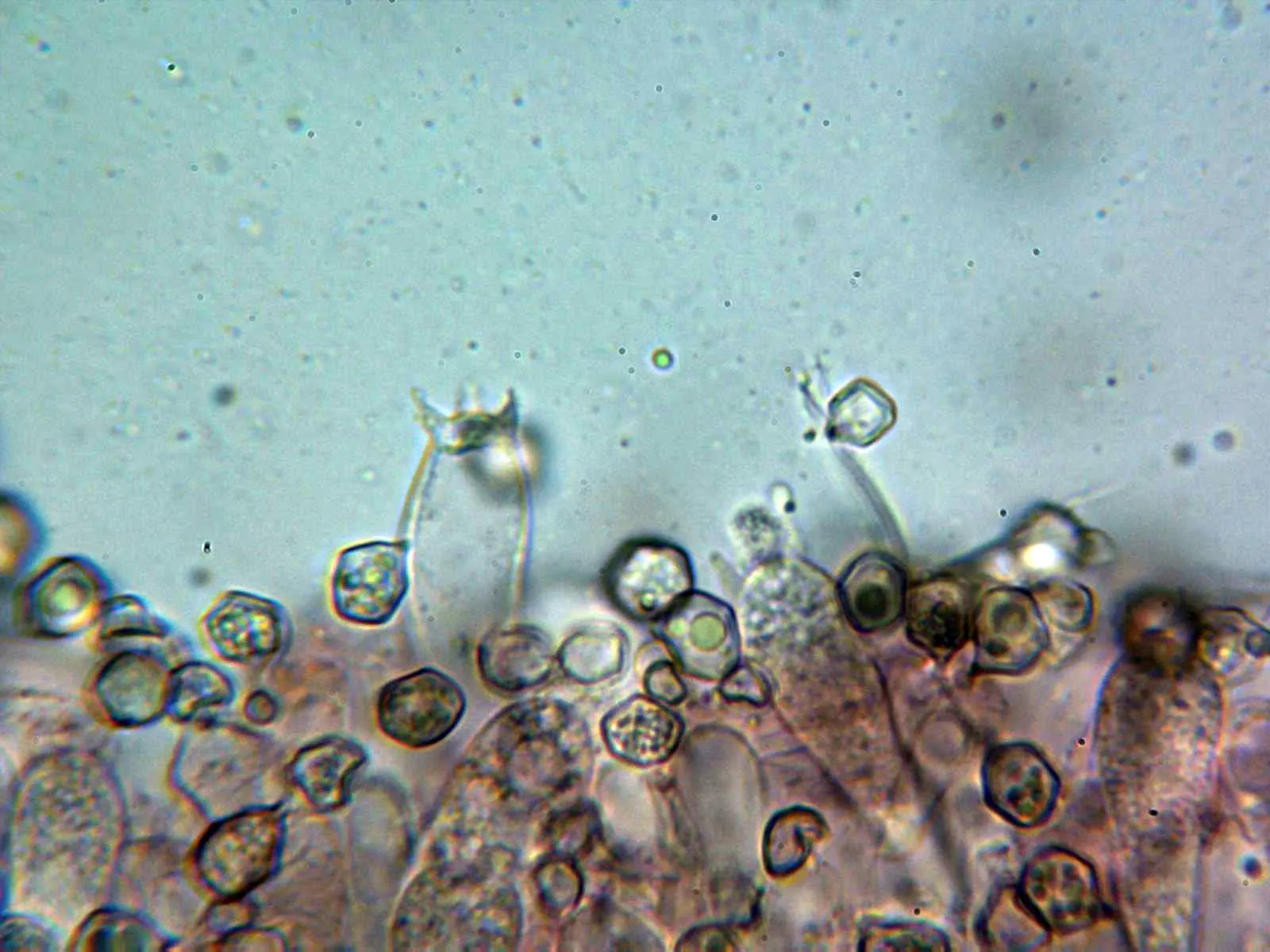 10 - Basidios arista tetrasporicos